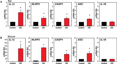 The P2X7 Receptor Primes IL-1β and the NLRP3 Inflammasome in Astrocytes Exposed to Mechanical Strain